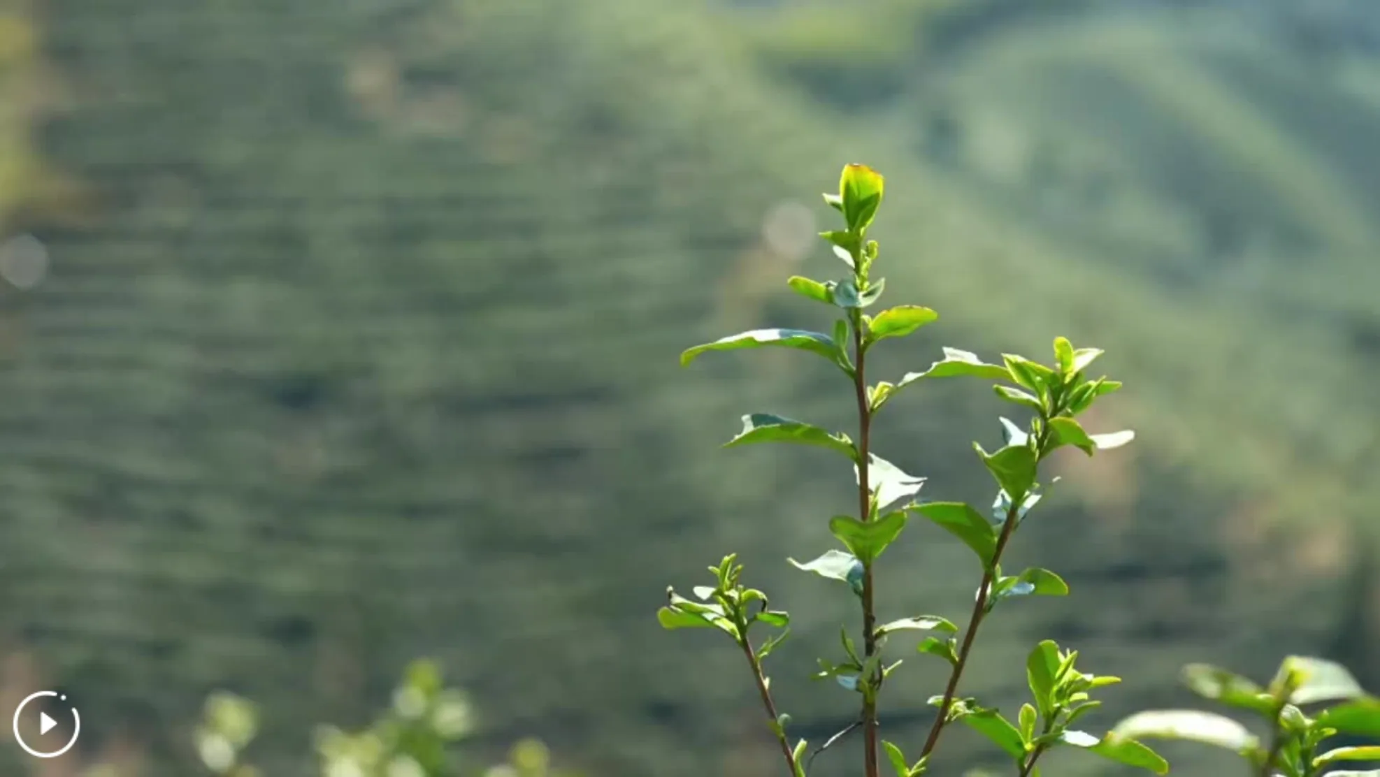 Culture in China: Spring Longjing Harvest and a Millennia-Old Craft